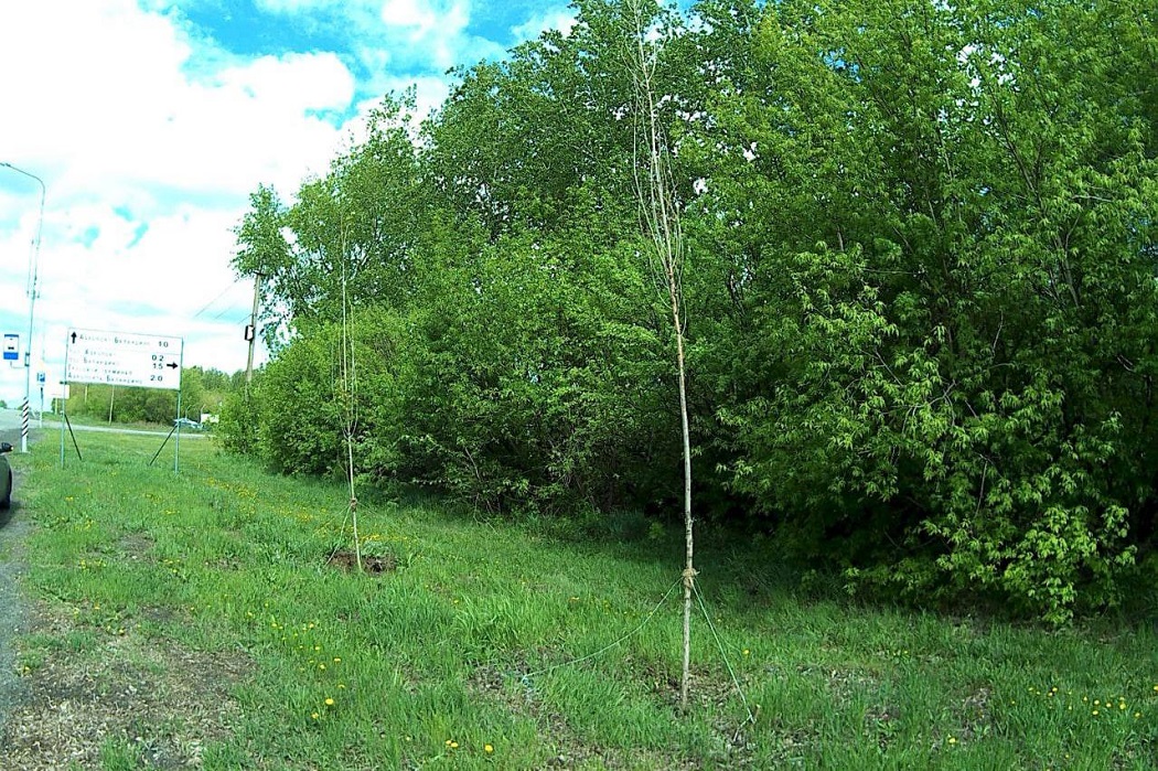 На «гостевом» маршруте под Челябинском погибло 285 деревьев