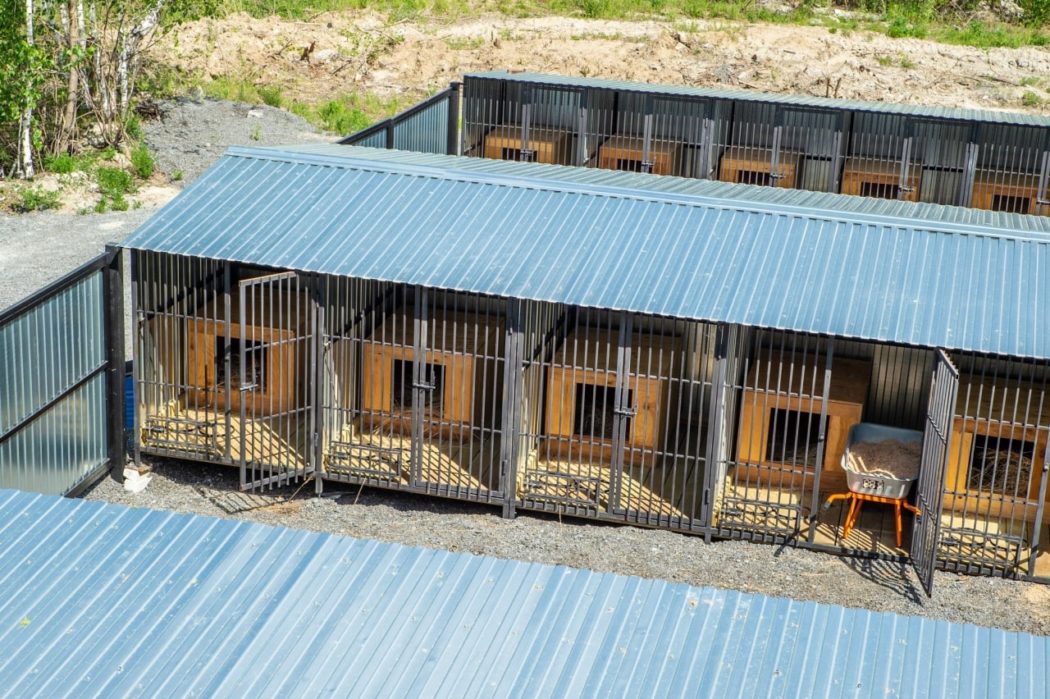 Тюменские приюты нашли дом 474 животным с начала года