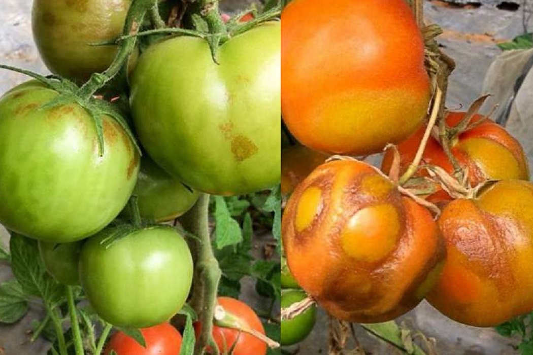 На Урале Россельхознадзор обнаружил в партиях свежих томатов из Узбекистана карантинный объект