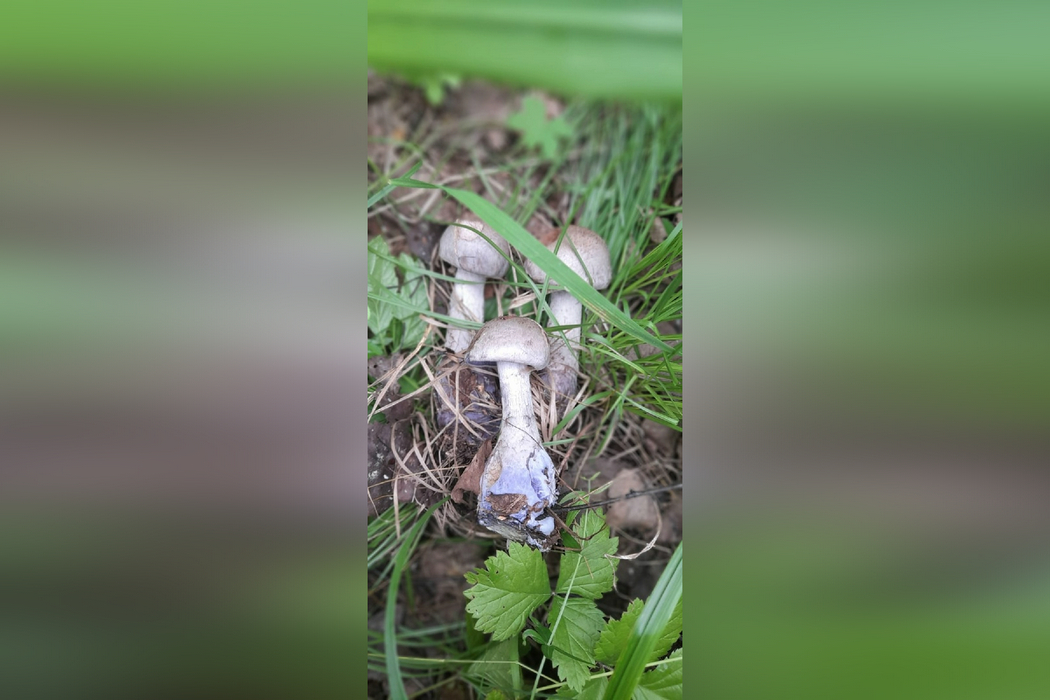 В Свердловской области лесники нашли «инопланетные» грибы