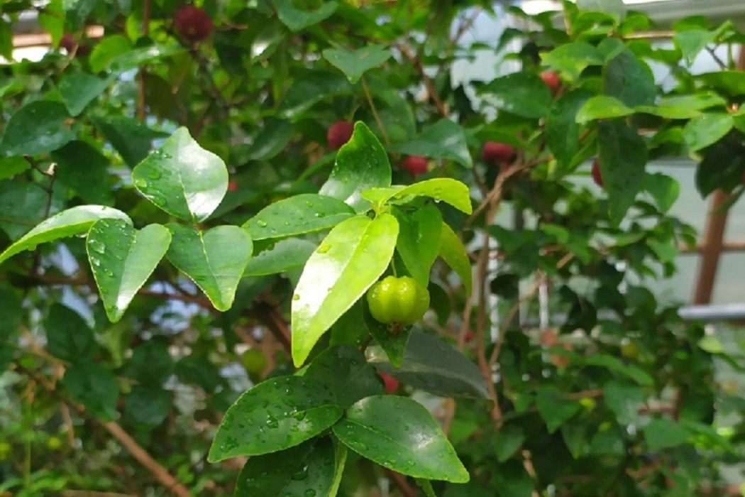 В Ботаническом саду Екатеринбурга плодоносит суринамская вишня