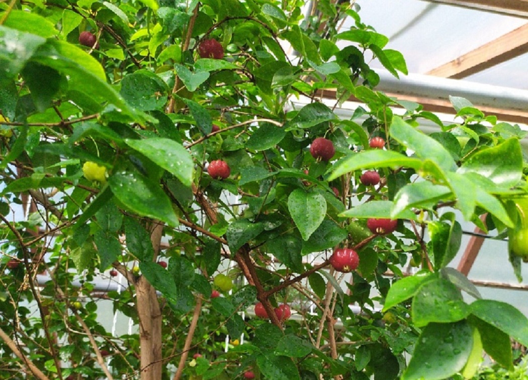 В Ботаническом саду Екатеринбурга плодоносит суринамская вишня