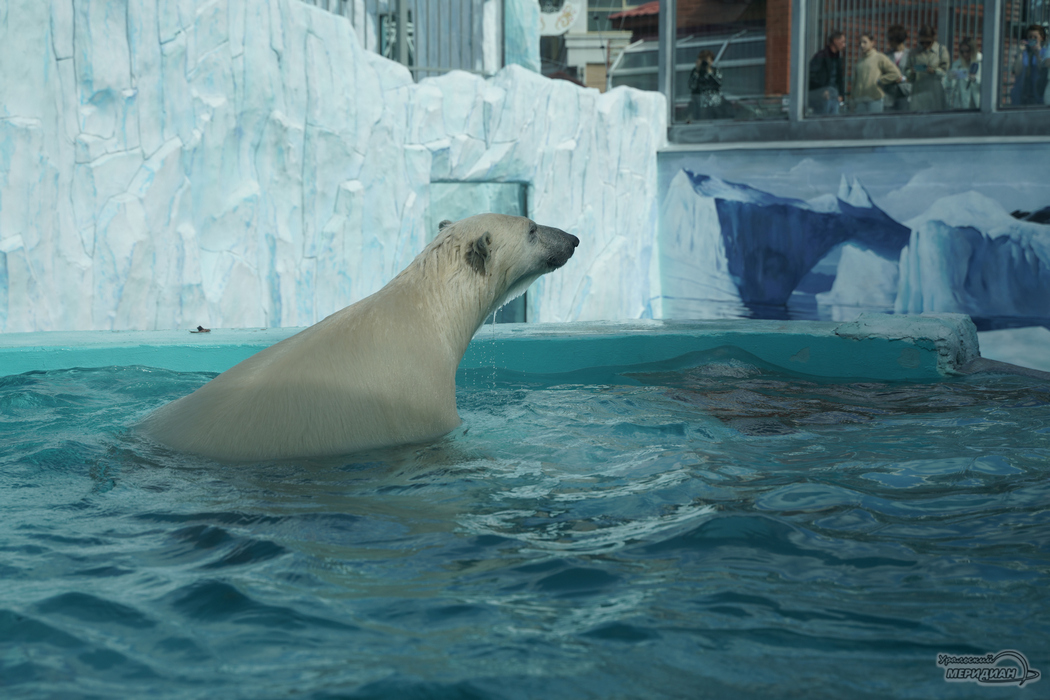 Новый вольер для белых медведей открыли в зоопарке Екатеринбурга