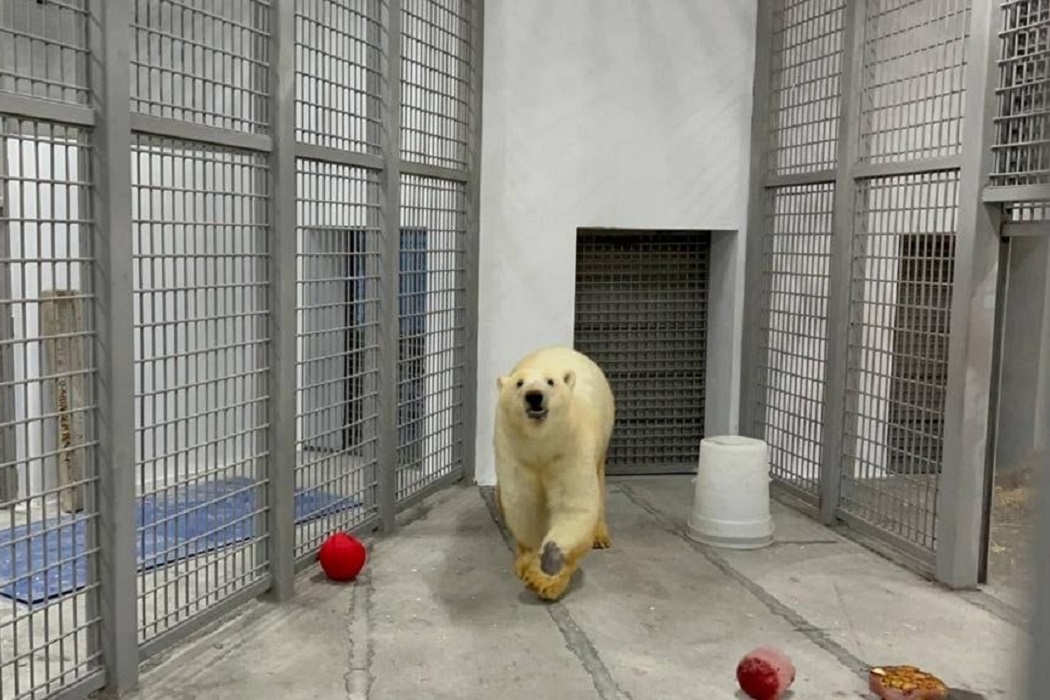 Медведица Хатанга + медведь + медведица + белый медведь + зоопарк + клетка + животное в клетке
