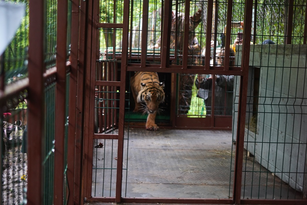 Тигр Гектор + тигр + Гектор + амурский тигр + тигр в клетке + животные + зоопарк + реабилитационный центр