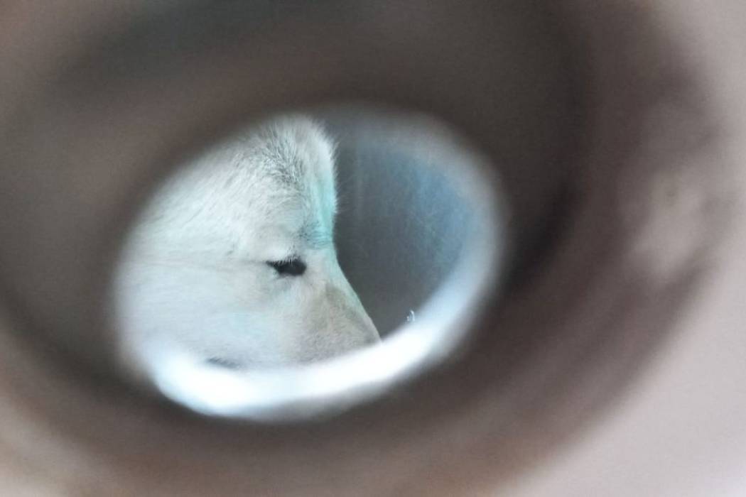 Транзитом через аэропорт Кольцово из Удмуртии в Якутию проследовал полярный  волк | Уральский меридиан