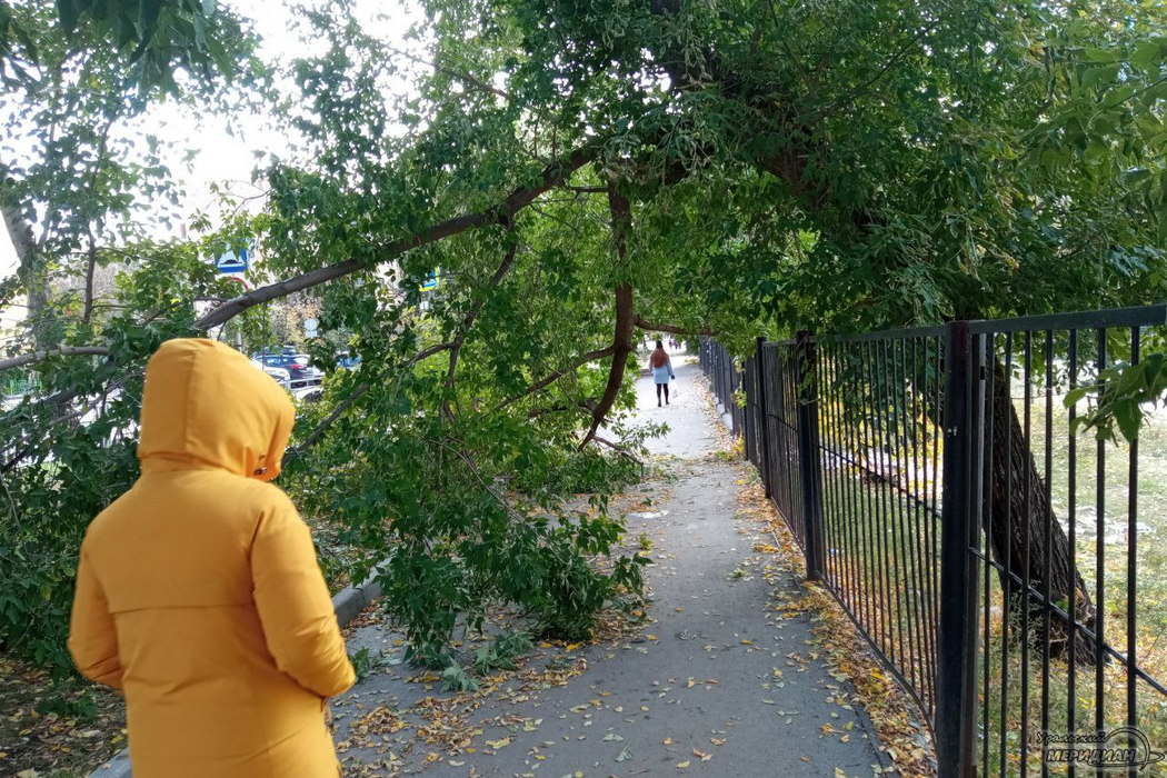 Раз берёзка, два берёзка: в Екатеринбурге общественники попросили подсчитать все деревья