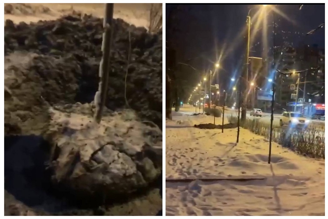 В Челябинске подрядчик высадил в мороз липы, чтобы скрыть нарушения
