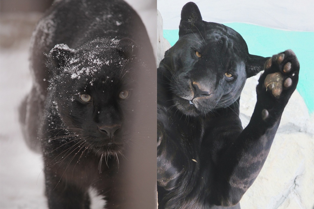 В День чёрных котов в зоопарке Екатеринбурга рассказали о хищных меланистах