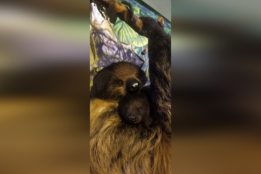 В зоопарке Екатеринбурга ленивцы Бой и Ляля снова стали родителями