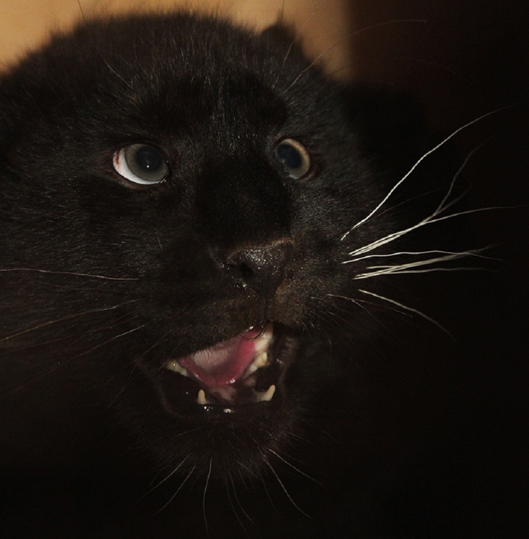 В День чёрных котов в зоопарке Екатеринбурга рассказали о хищных меланистах 