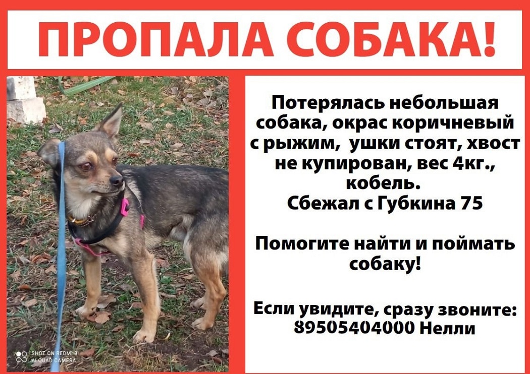 В Екатеринбурге вторую неделю разыскивают пса Чака-Лёню с трудной судьбой