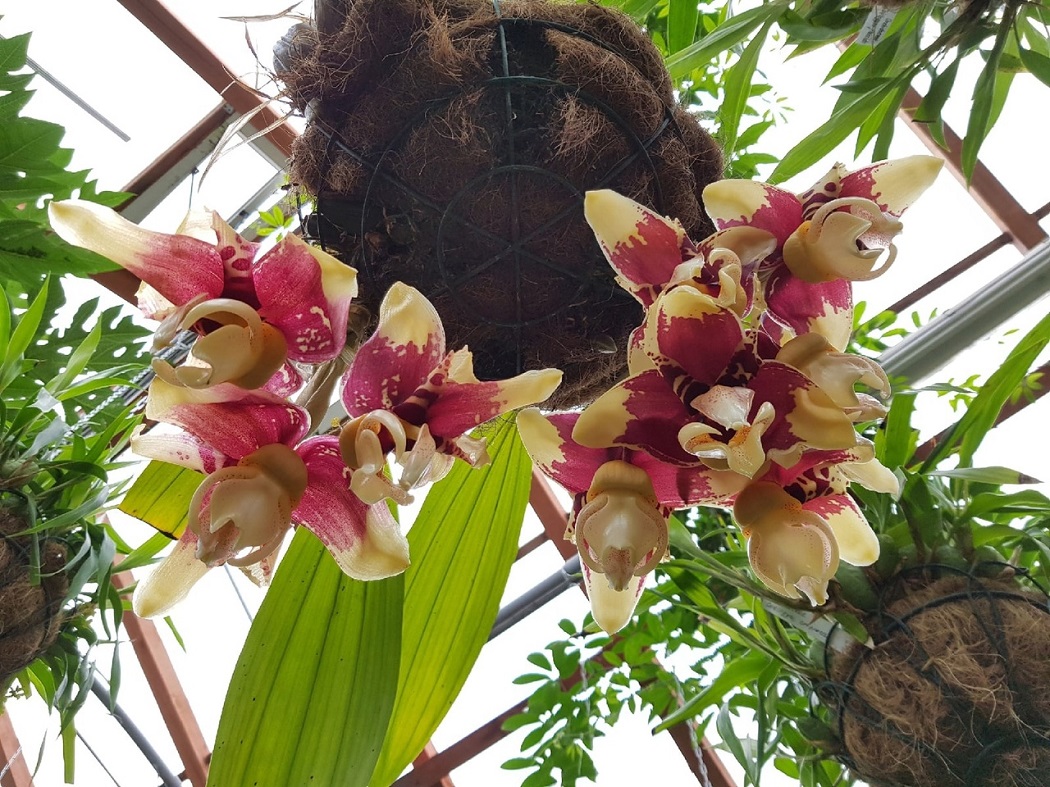Орхидеи зацвели в Ботаническом саду Екатеринбурга