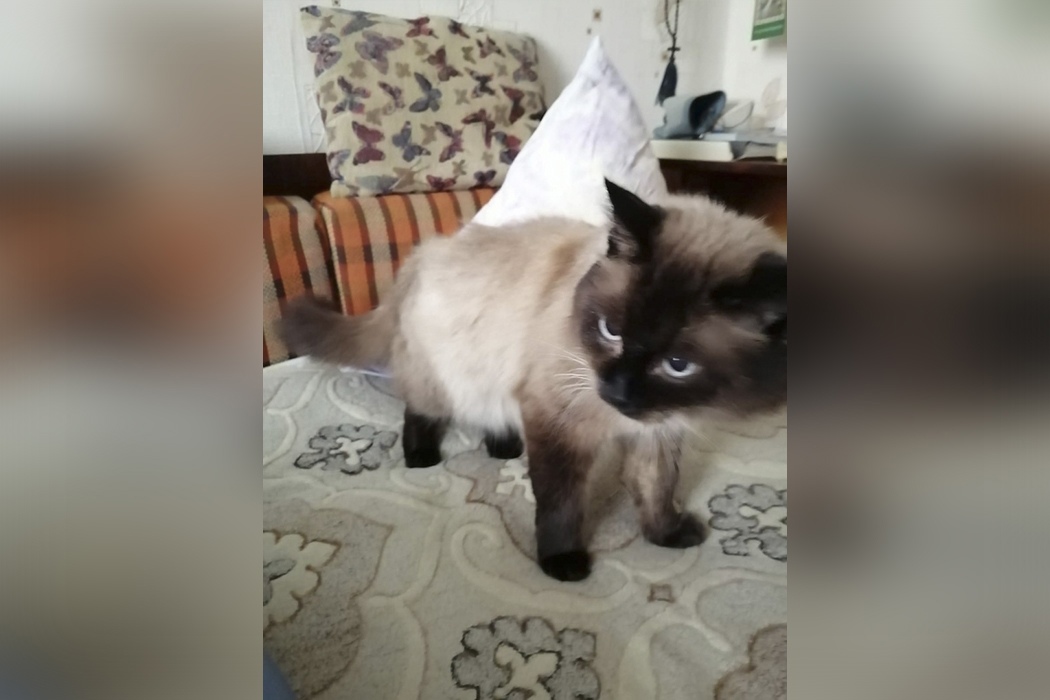 В доме погибшей после падения под трамвай пенсионерки в Екатеринбурге остался кот