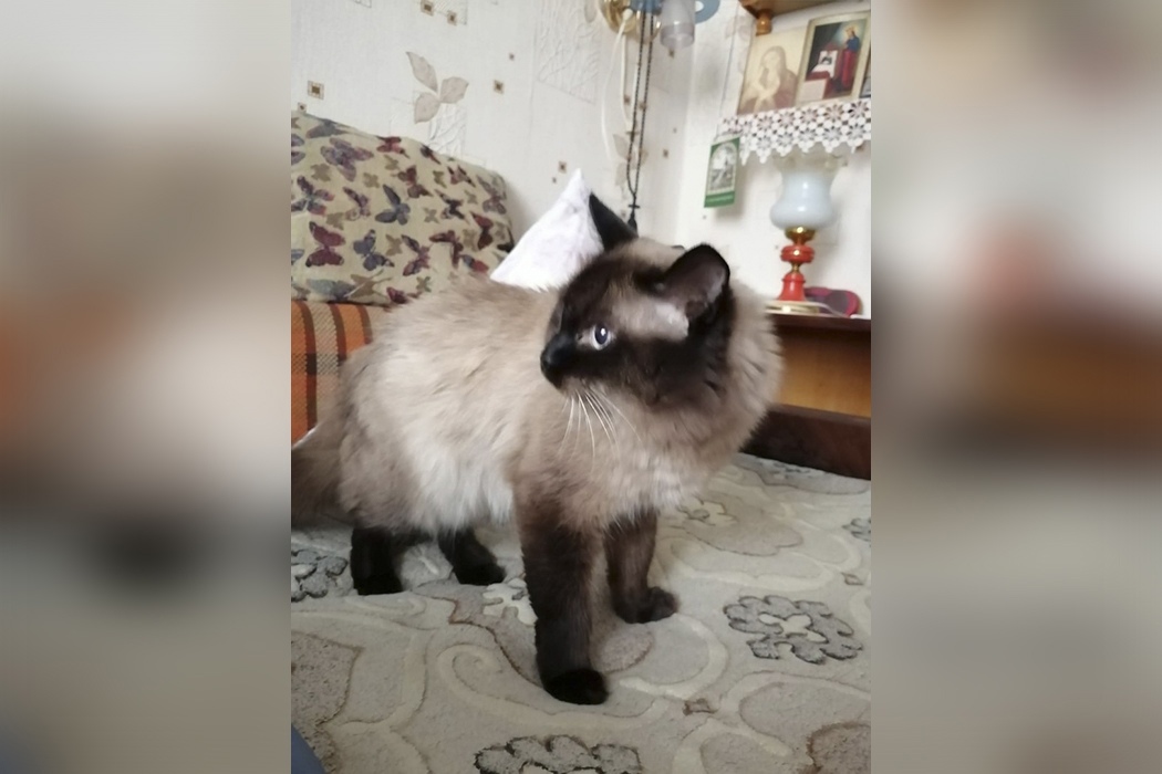 В доме погибшей после падения под трамвай пенсионерки в Екатеринбурге остался кот