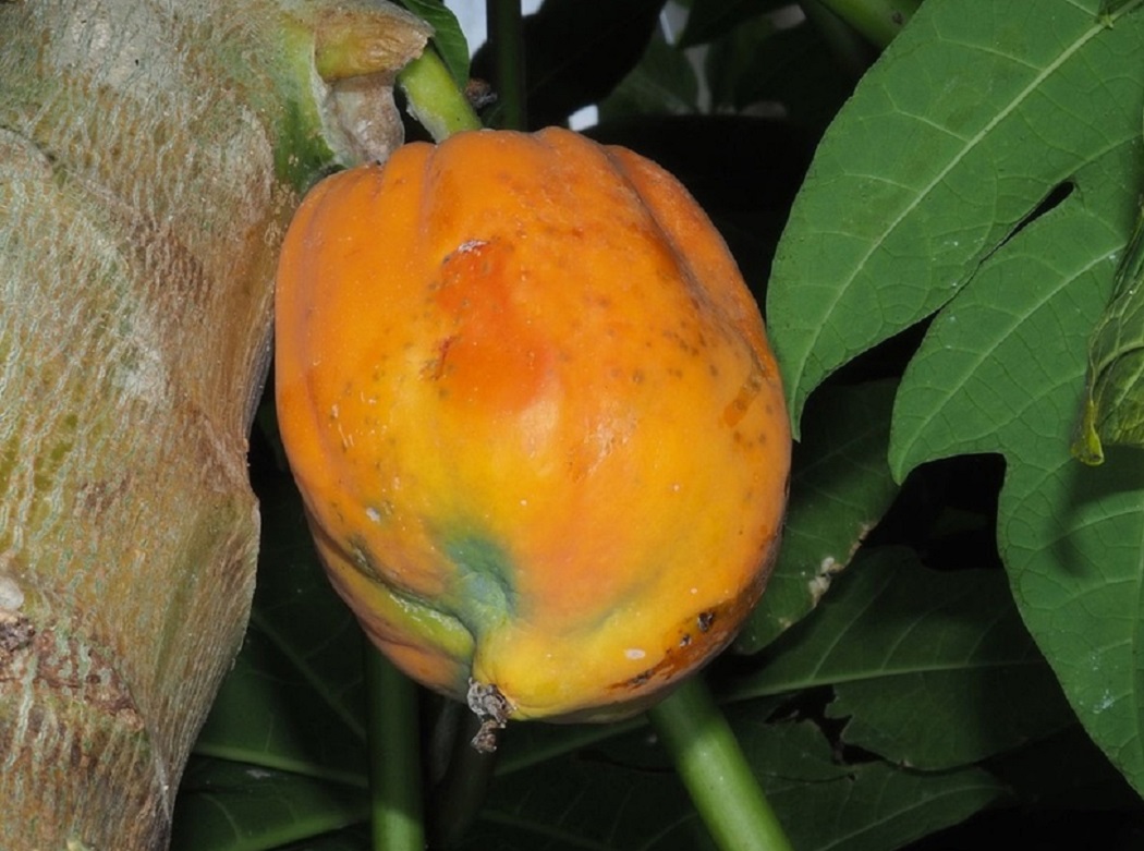 В Ботаническом саду Екатеринбурга созрели плоды папайи