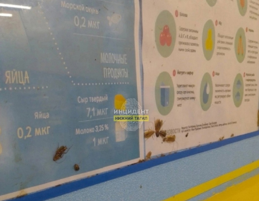 В Нижнем Тагиле родители пожаловались на тараканов в столовой школы №81