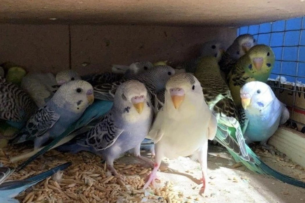 900 попугаев прилетели в Екатеринбург из Киргизии на самолёте