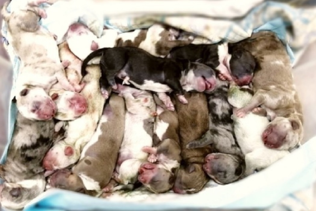 Собака породы американский булли из Екатеринбурга родила сразу 17 щенят