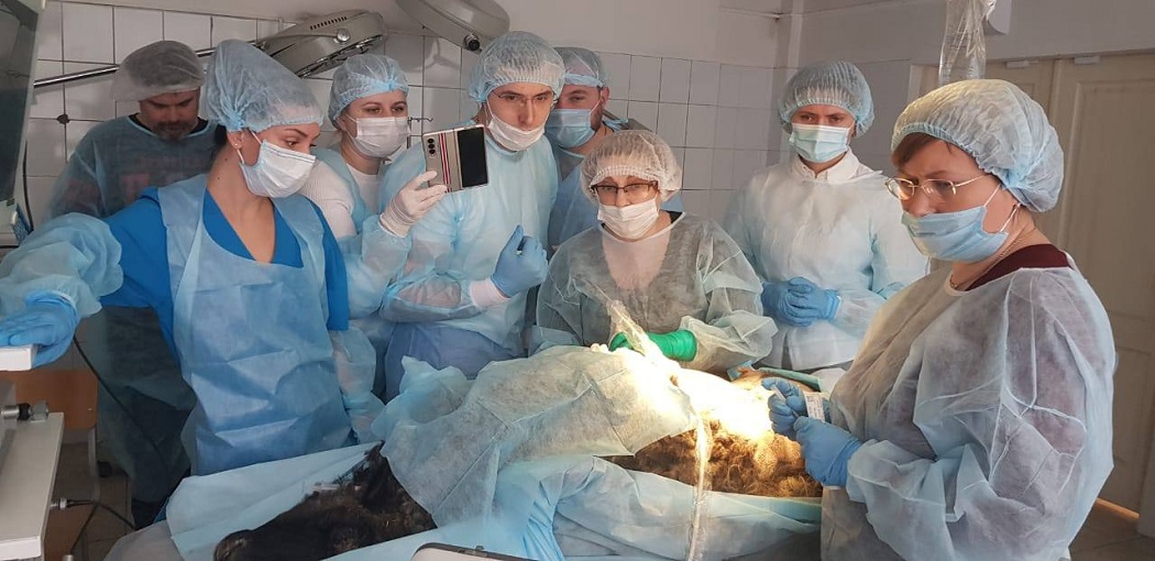 В Екатеринбурге прооперировали беременную овечку в НИИ ОММ 