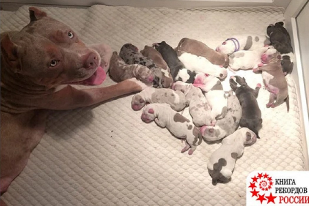 Собака из Екатеринбурга родила 17 щенят и попала в Книгу рекордов России