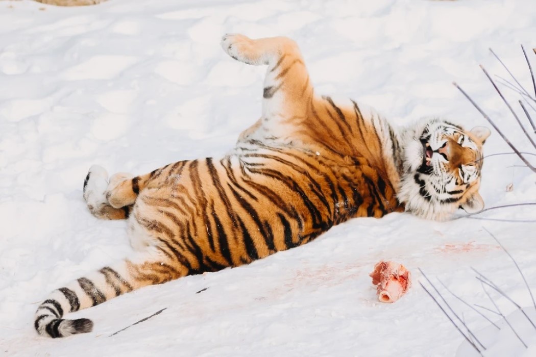 Животные челябинского зоопарка в морозы утеплились соломой и спрятались в домиках