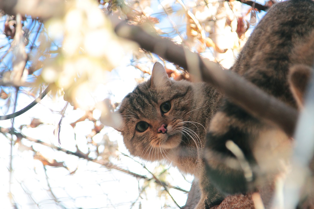 Лесной кот + кошка + кот + кот на дереве + кот в зоопарке + кот в Екатеринбургском зоопарке + кот в зоопарке Екатеринбурга