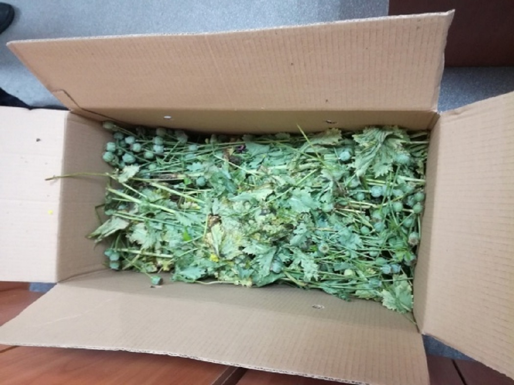 Житель Серова изготовил 650 граммов наркотика из собранного в саду мака