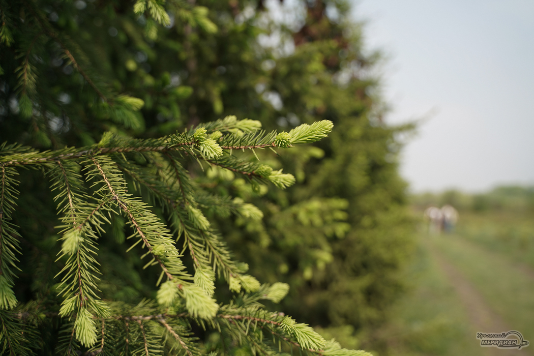 На территории Сысертского лесничества высадили более 16 тысяч деревьев