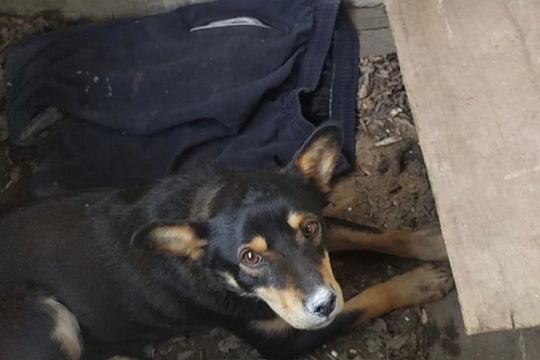 Приблудившийся пёс Мобс спасает жизни тагильчанам на СВО и получает паёк