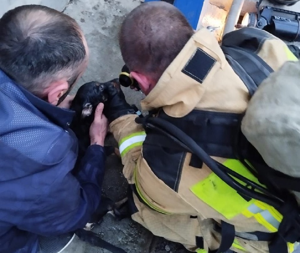 В свердловском Берёзовском пожарные спасли кота и собаку из горящей квартиры