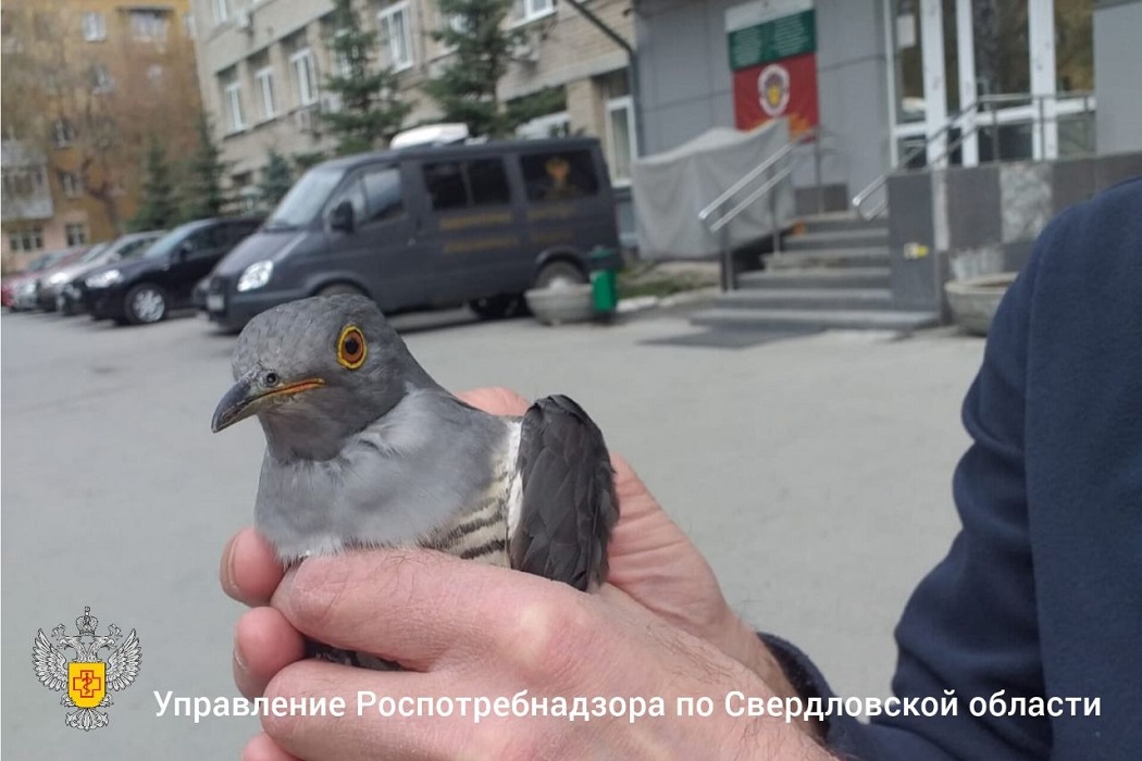 В Екатеринбурге сотрудники Роспотребнадзора спасли кукушонка от ворон
