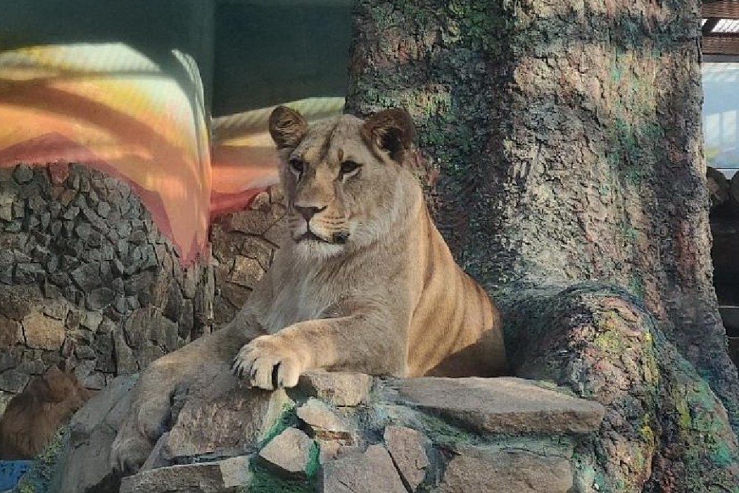 В Екатеринбургском зоопарке львица Мира принимает поздравление с 5-летием