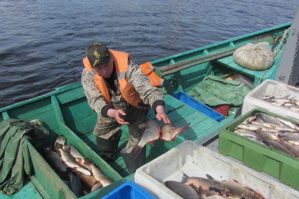 С начала года на Ямале добыто более пяти тысяч тонн рыбы