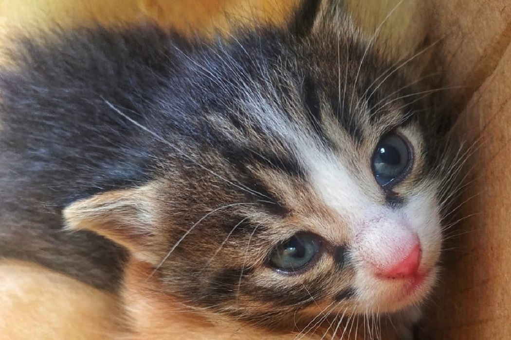В Тюмени выброшенным на мусорку котятам нашли новый дом