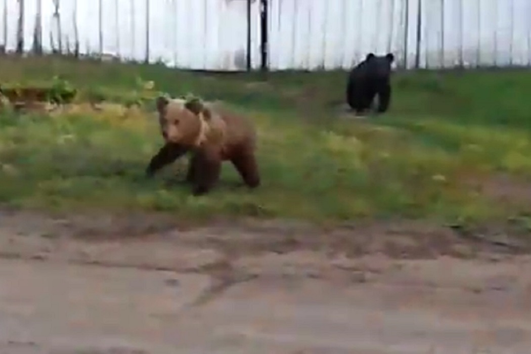 Свердловских осужденных в Тавде посетили медведи